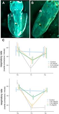 A pilot investigation of the efficacy and safety of magnesium chloride and ethanol as anesthetics in Loligo vulgaris embryos